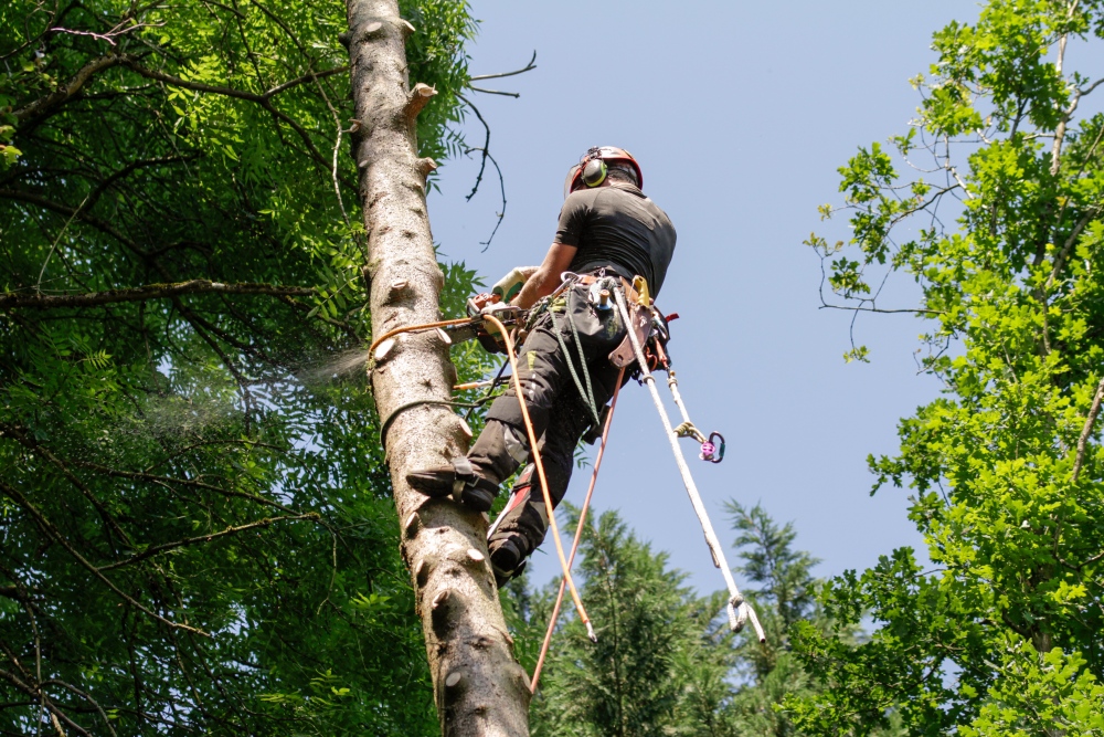 Die Blaumänner Soest - Baumbehandlung durch Seilklettertechnik